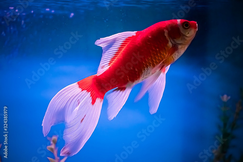 Big red fish Carassius auratus swim in blue water  in the aquarium. Underwater, soft focus