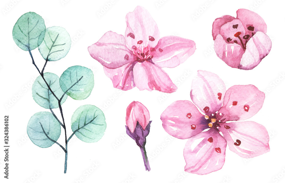 Watercolor hand painted sakura cherry blossom flowers and leaves branches illustration set isolated on white background