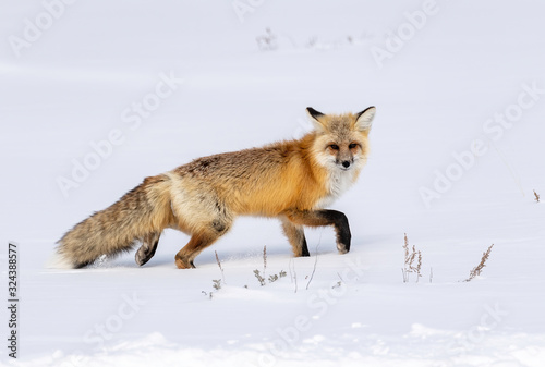 Red Fox (Vulpes vulpes) Yellowstone National Park, USA