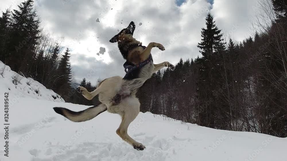Shepherd Dog jumping while playing with snow. Slow motion. Shepherd Dog jumping while playing with snow. Slow motion.