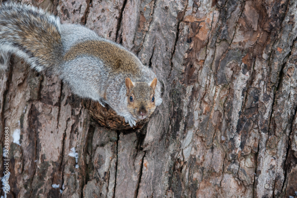Winter view of a cute cold squirrel crossing its front legs on a tree trunk in Lafontaine park, Montreal, Canada