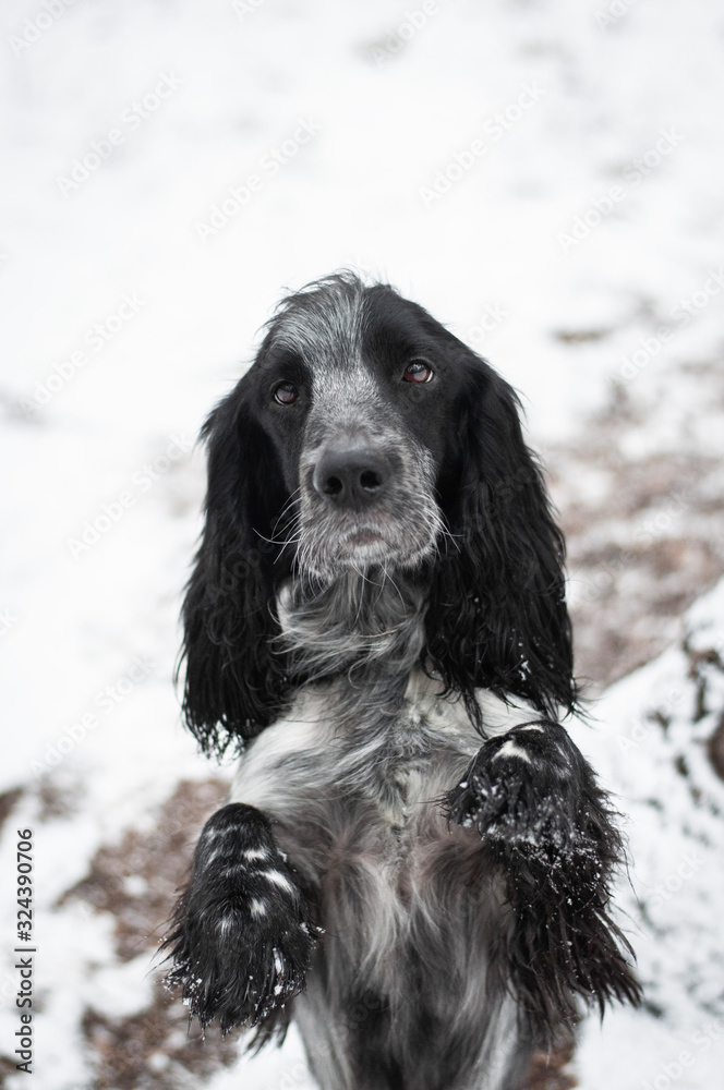 cute spotted speckled dappled black grey dog russian spaniel on a walk in snow in winter park