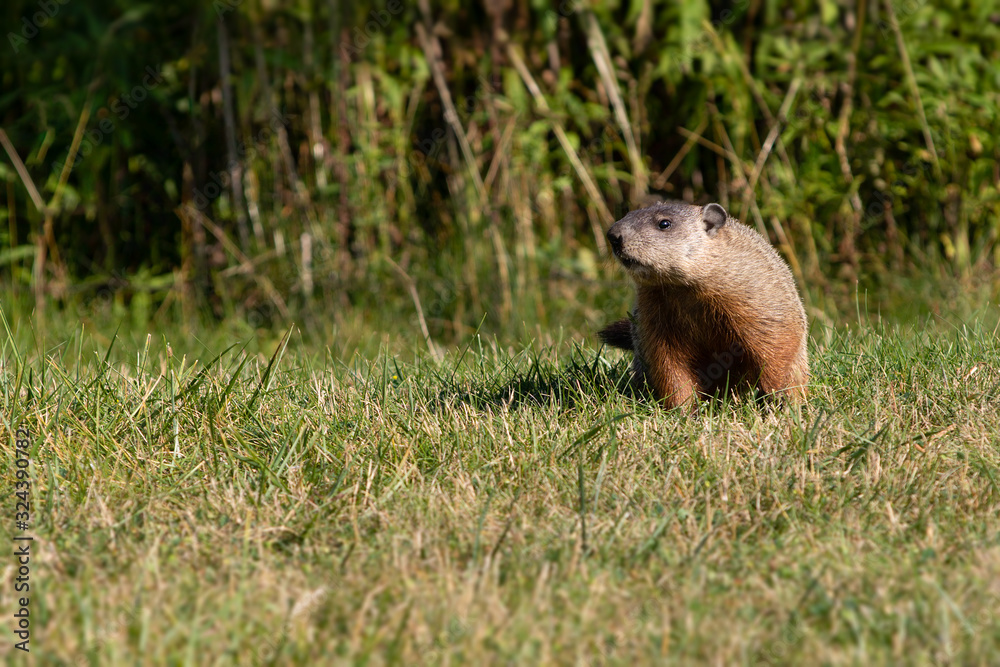 Wild Groundhog Squirrel Woodchuck Marmota Monax Marmot Wild Groundhog Squirrel Woodchuck Marmota Monax Marmot