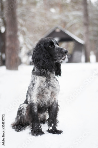 cute spotted speckled dappled black grey dog russian spaniel on a walk in snow in winter park © Sergii
