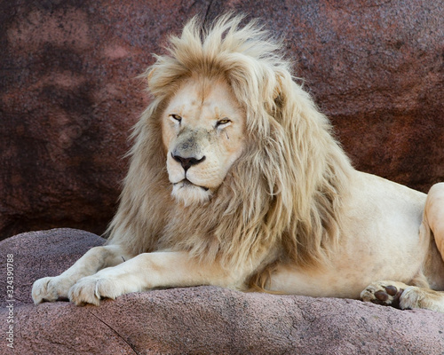 African Lion Panthera Leo Africa Big Cat