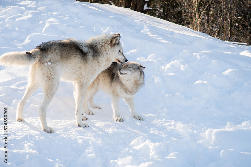 Naklejka premium Two common grey wolves standing in the snow