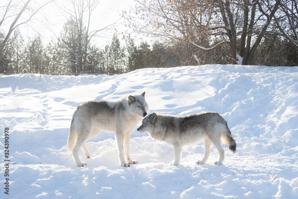 Two common grey wolves hunting in the snow
