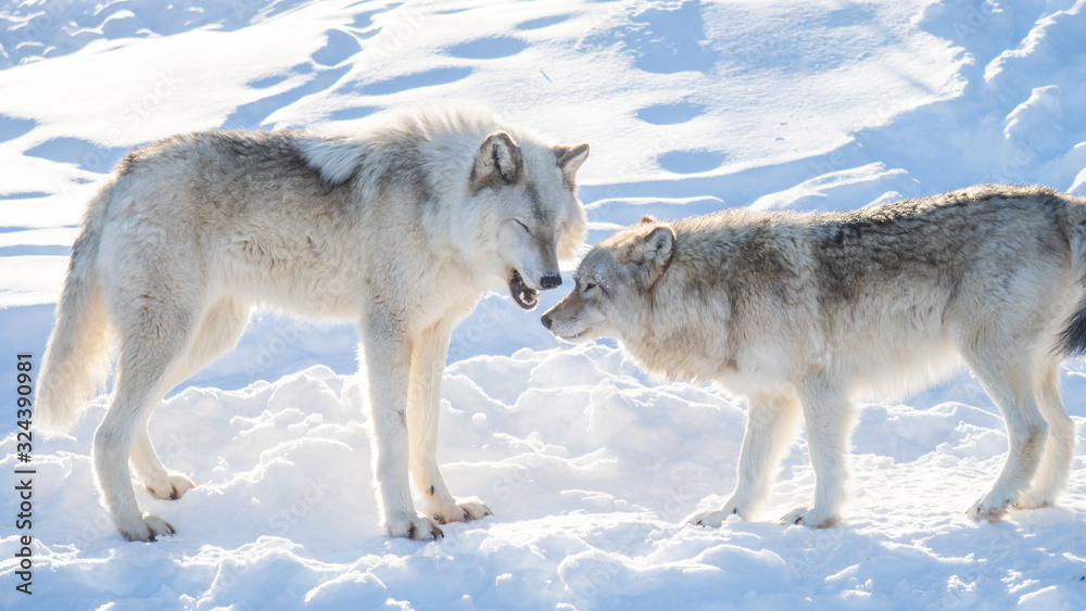 Two common grey wolves playing in the snow