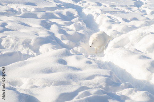 Arctic fox in winter pelage walking in the snow © jonas