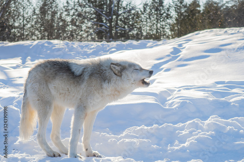 Beautiful common grey wolf standing with grace in the snow
