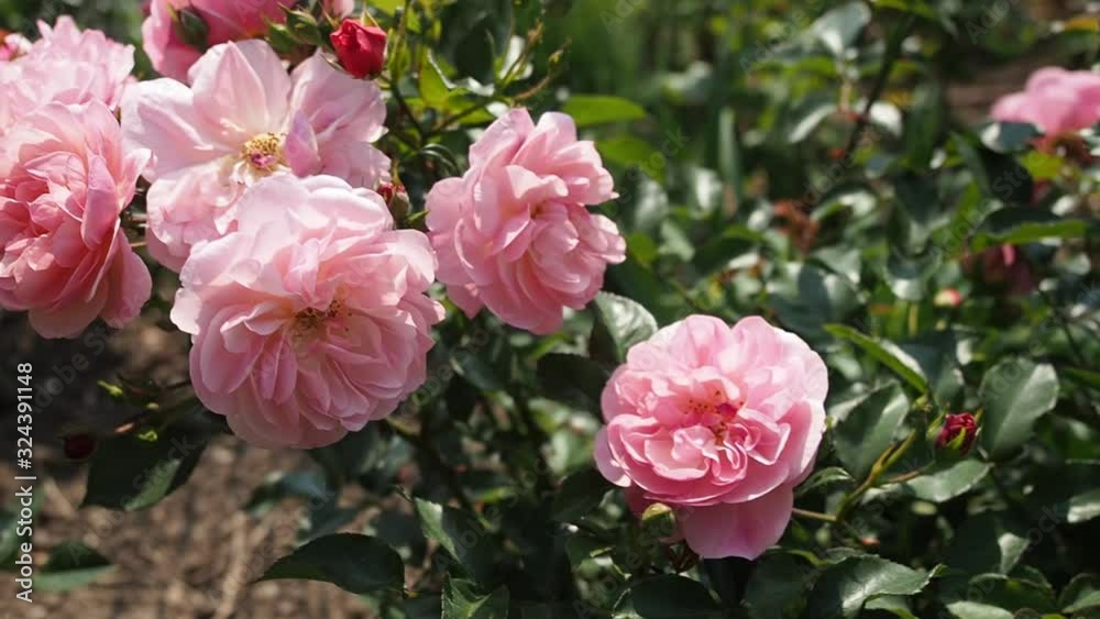 Bunch of beautiful blooming flowers of pink rose (MADLENKA (Floribunda) - Večeřa 1975) in botanical garden in HD VIDEO. Illuminated by sunlight. Close-up. Bunch of beautiful blooming flowers of pink rose (MADLENKA (Floribunda) - Večeřa 1975) in botanical garden in HD VIDEO. Illuminated by sunlight. Close-up.