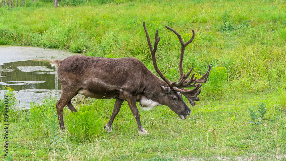 Woodland caribou with impressive antlers walking on the grass in a park in Canada