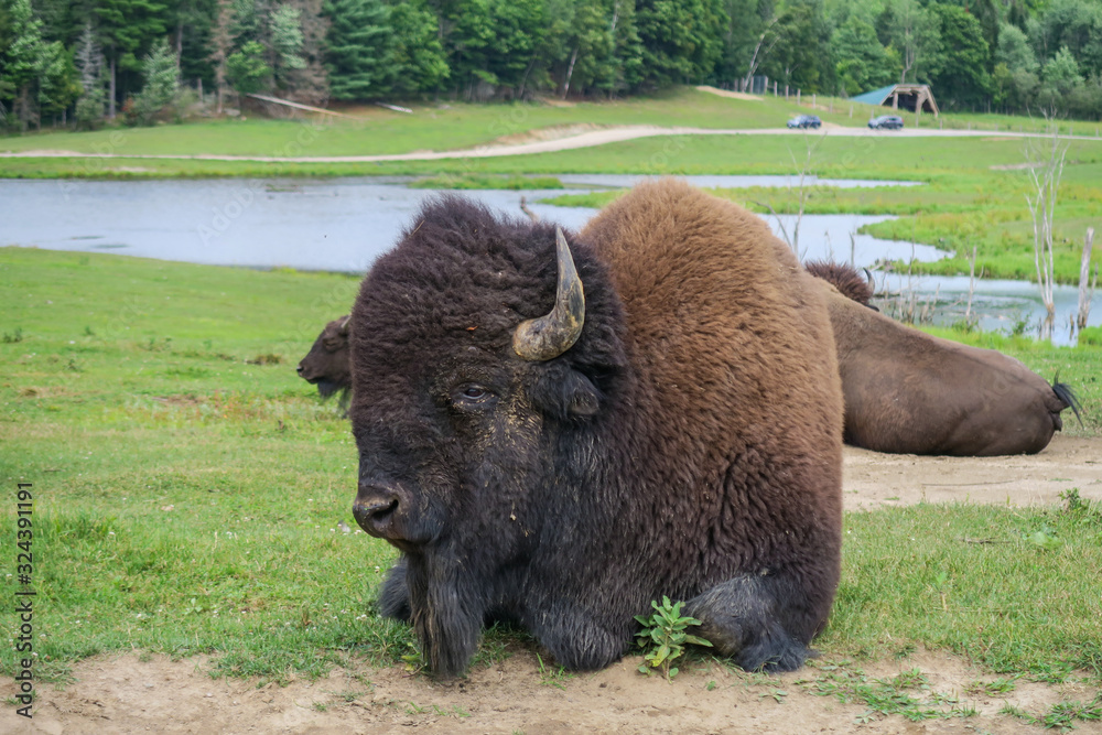 An impressive american bison laying down on a prairie with cars on the background An impressive american bison laying down on a prairie with cars on the background