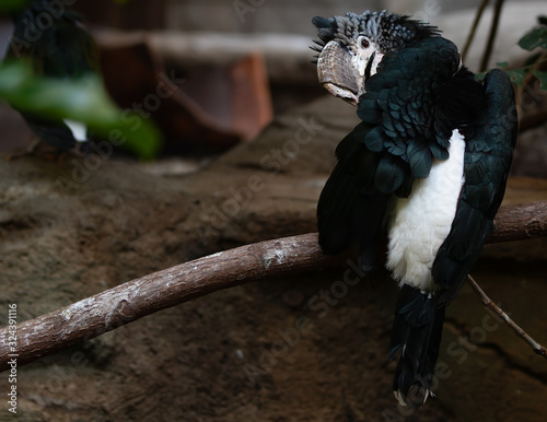 Silvery Cheeked Hornbill Bycanistes Brevis Bird Preening photo