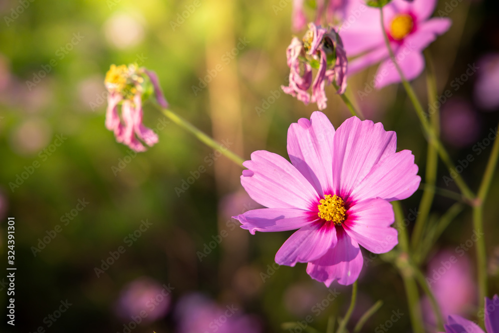 Beautiful Cosmos flowers in garden. Nature background. Beautiful Cosmos flowers in garden. Nature background.