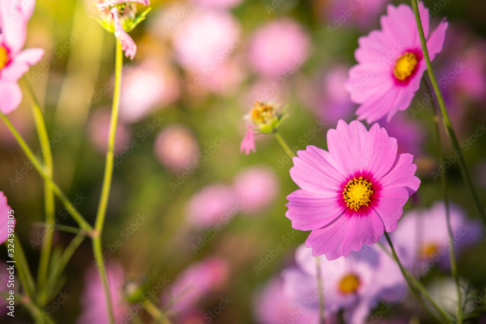 Beautiful Cosmos flowers in garden. Nature background. Beautiful Cosmos flowers in garden. Nature background.