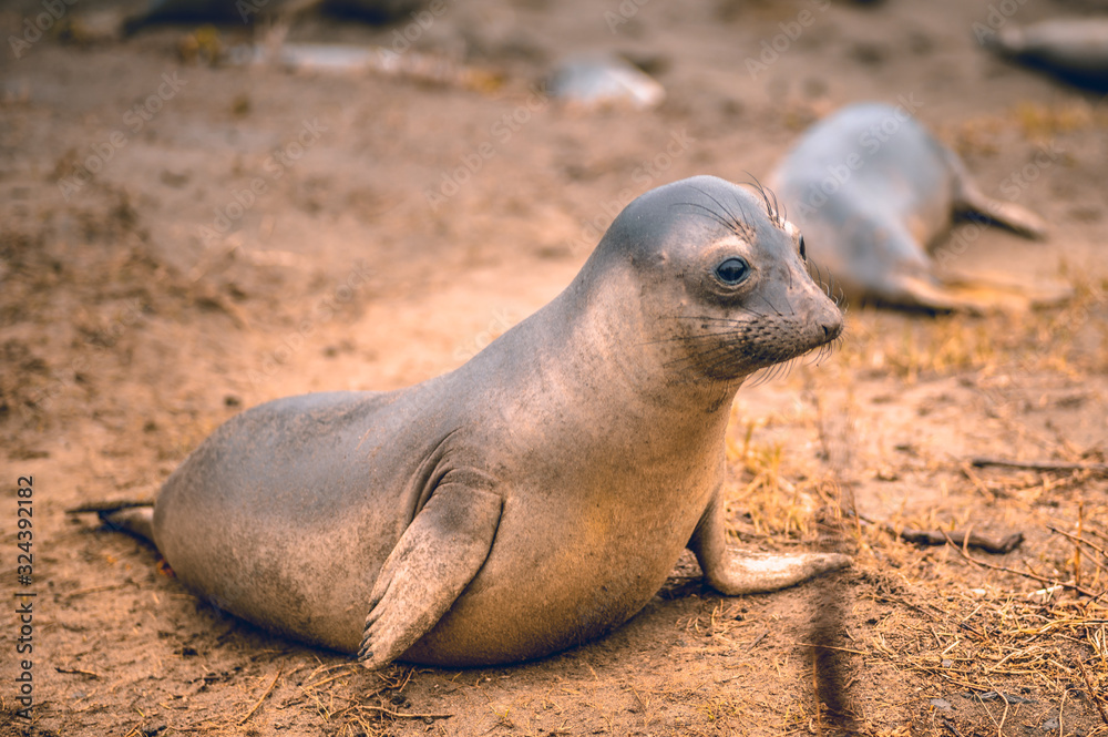 Fototapeta premium Elephant Seal