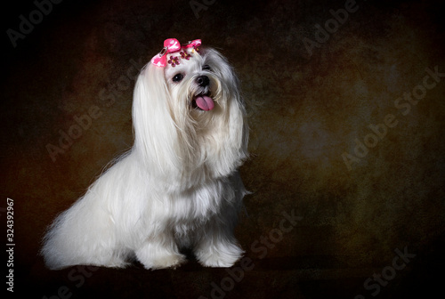 White Maltese dog in portrait
