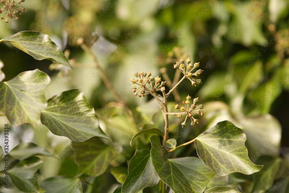 Efeu Blätter Hedera helix 'WOERNER' Efeu Blätter Hedera helix 'WOERNER'