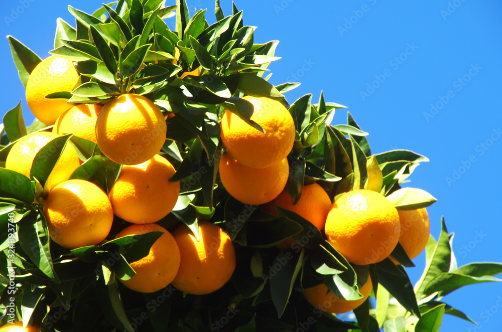 ripe oranges bunch on branches