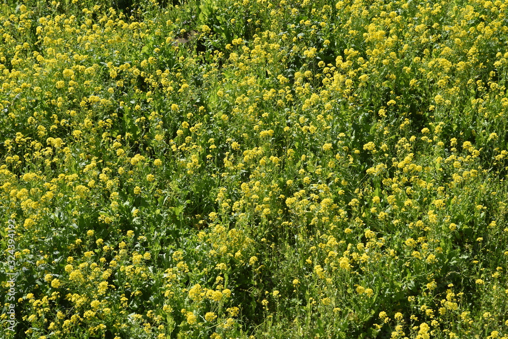 Obraz premium A tourist spot in spring in Japan / A rape field in Minamiizu, Shizuoka Prefecture.