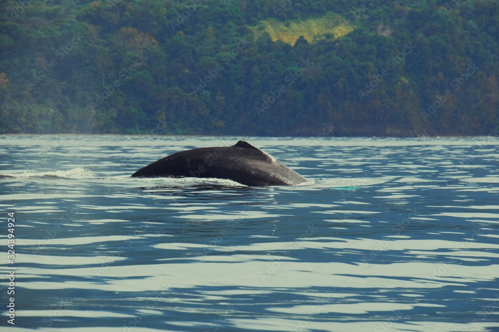 Naklejka premium dolphin jumping out of water