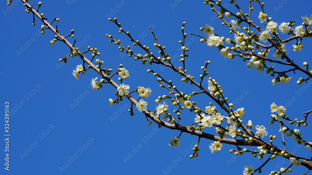 White apricot flowers under the blue sky White apricot flowers under the blue sky