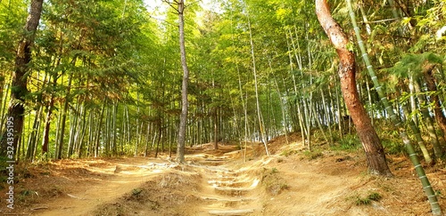 Damyang Bamboo Forest (Jukonkwon), South Korea