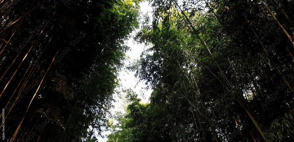 Fototapeta premium rays of sun in the forest