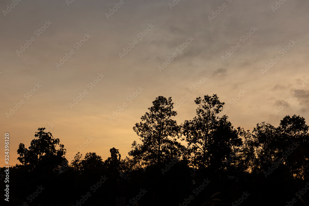 Trees in the forest on the evening sky background