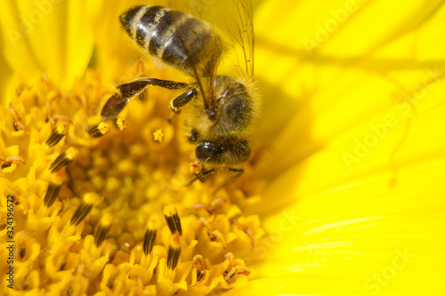 Biene sammelt Nektar in gelber Sonnen blumen Blüte © anjajuli