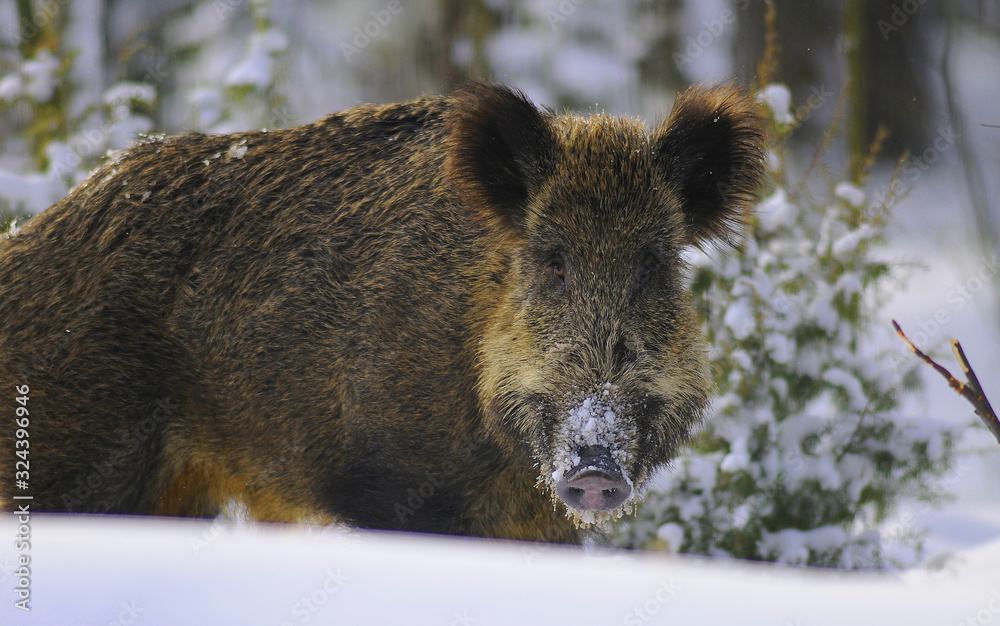 Portrait of Wild boar (Suf scrofa) in winter forest Portrait of Wild boar (Suf scrofa) in winter forest