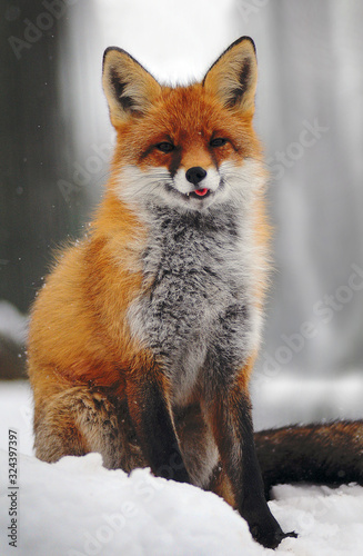 Portrait of Red fox (Vulpes vulpes) in winter background