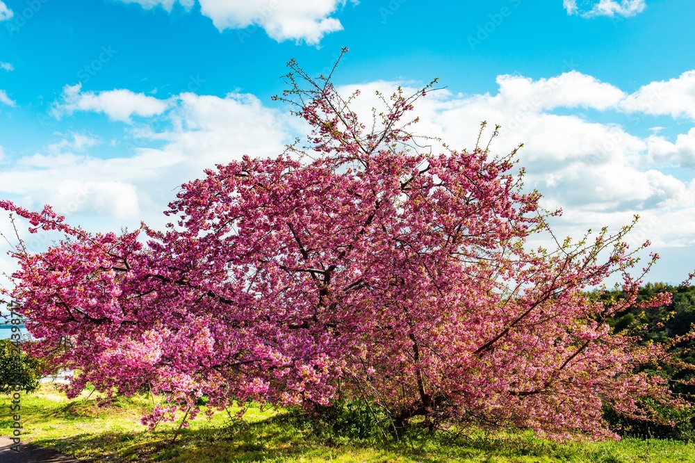 豊前の河津桜 豊前の河津桜