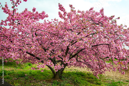 豊前の河津桜