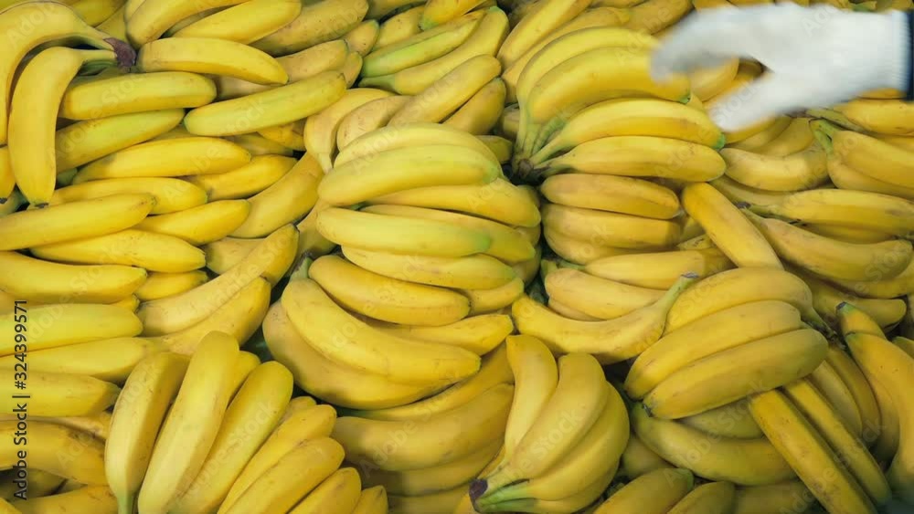 Bananas Loaded Into Pile By Hand Bananas Loaded Into Pile By Hand