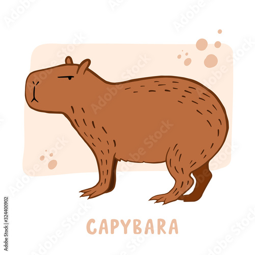 Capybara. Vector color illustration of capybara. Drawing of an animal in cartoon style.