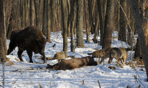 Pack of wolves vs. Herd of European bison (Bison bonasus) near dead young bison cub in the forest of Belarus