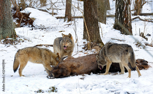 Pack of wolves vs. Herd of European bison (Bison bonasus) near dead young bison cub in the forest of Belarus