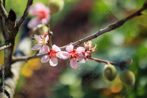 chinese plum flower blossom close up © Piman Khrutmuang