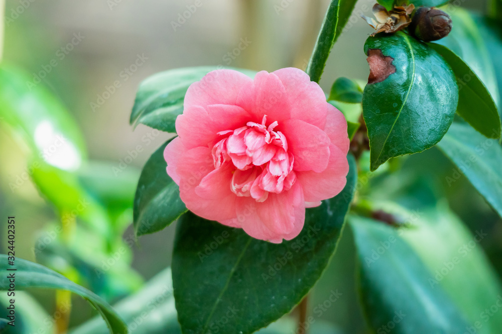 beautiful pink camellia flower with green leaves in the garden