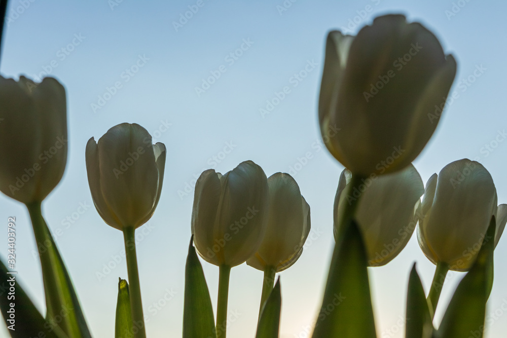 Obraz premium defocusing. white / yellow tulips against the blue sky. March 8, birthday, anniversary.
