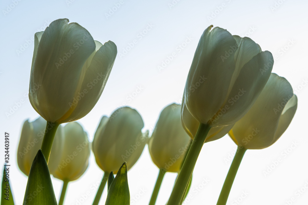 Obraz premium defocusing. white / yellow tulips against the blue sky. March 8, birthday, anniversary.