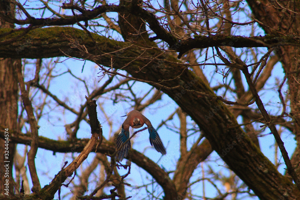 Eurasian jay (Garrulus glandarius) flying on camera Eurasian jay (Garrulus glandarius) flying on camera