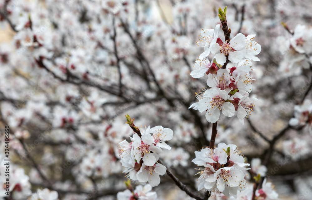 defocusing. Spring. blooms with white flowers sakura / cherry defocusing. Spring. blooms with white flowers sakura / cherry
