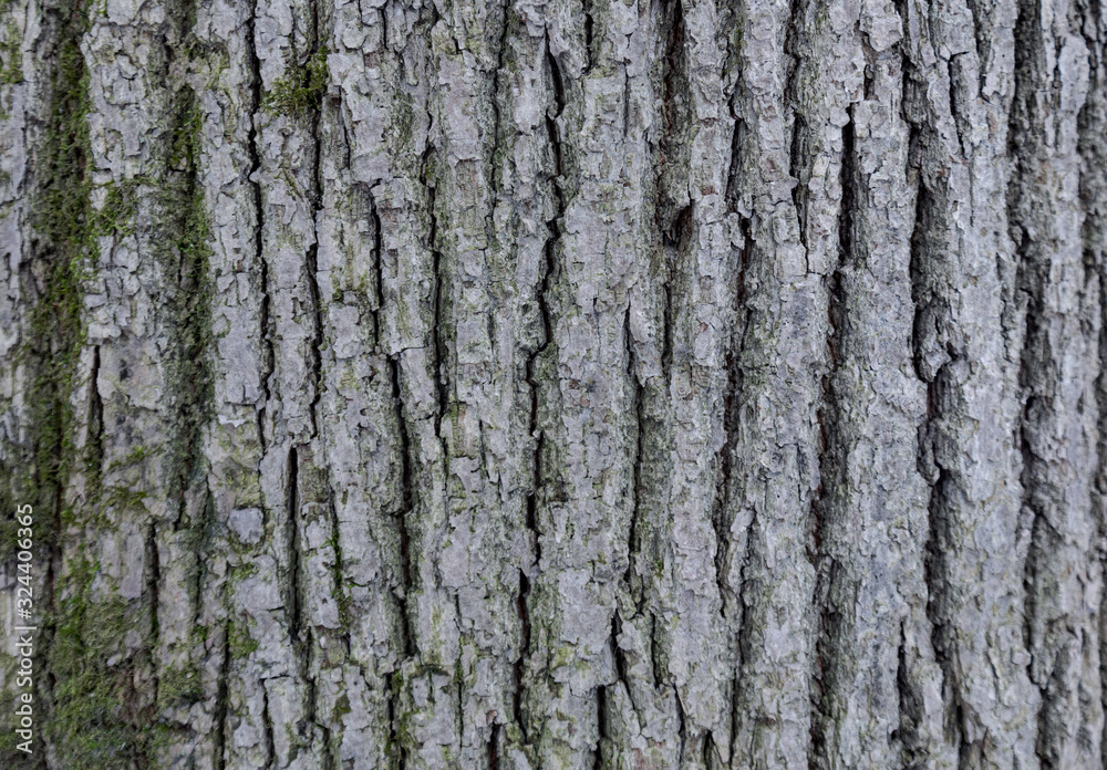 The texture of the tree bark. The texture of the tree bark. Part of a tree in daylight. Account for designers. Tree and its structure, background made of bark.