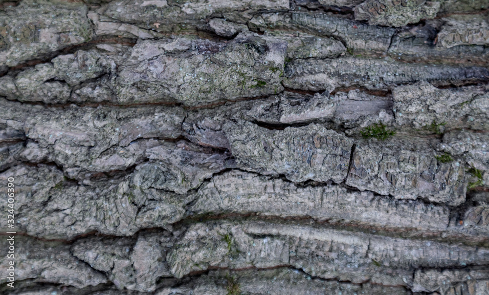 The texture of the tree bark. The texture of the tree bark. Part of a tree in daylight. Account for designers. Tree and its structure, background made of bark. The texture of the tree bark. The texture of the tree bark. Part of a tree in daylight. Account for designers. Tree and its structure, background made of bark.