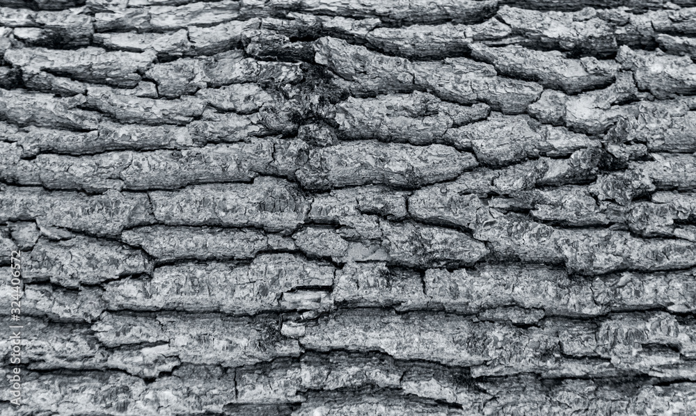 The texture of the tree bark. The texture of the tree bark. Part of a tree in daylight. Account for designers. Tree and its structure, background made of bark. The texture of the tree bark. The texture of the tree bark. Part of a tree in daylight. Account for designers. Tree and its structure, background made of bark.