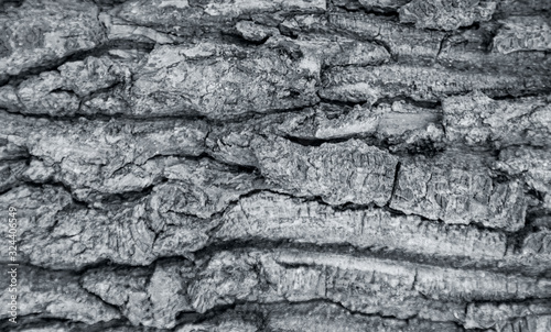The texture of the tree bark. The texture of the tree bark. Part of a tree in daylight. Account for designers. Tree and its structure, background made of bark.