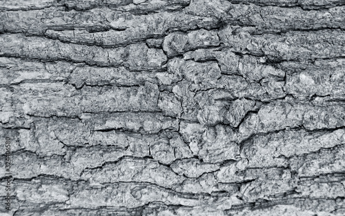 The texture of the tree bark. The texture of the tree bark. Part of a tree in daylight. Account for designers. Tree and its structure, background made of bark.
